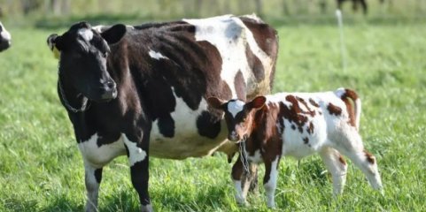 Mau tempo: DGAV nega presença de vírus que afeta bovinos apesar de condições favoráveis