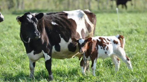 Mau tempo: DGAV nega presença de vírus que afeta bovinos apesar de condições favoráveis