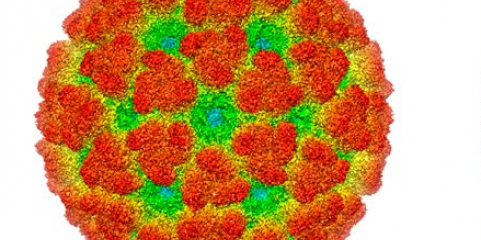 Portugal na área de maior risco na Europa de transmissão do vírus Chikungunya - estudo