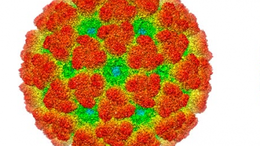 Portugal na área de maior risco na Europa de transmissão do vírus Chikungunya - estudo