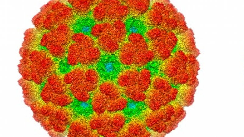Portugal na área de maior risco na Europa de transmissão do vírus Chikungunya - estudo