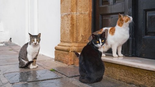 Centro de Recolha Animal de Castelo Branco recebeu mais de mil animais em 2025