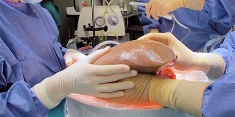 Médio Tejo aumentou em 2025 número de órgãos colhidos para transplantação