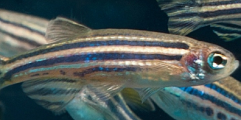 Estudo sobre sono dos peixes procura avanços no tratamento da insónia em humanos