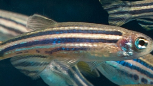 Estudo sobre sono dos peixes procura avanços no tratamento da insónia em humanos