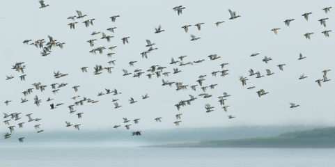 Populações de espécies migratórias em maior risco, 24% das espécies pode desaparecer - ONU