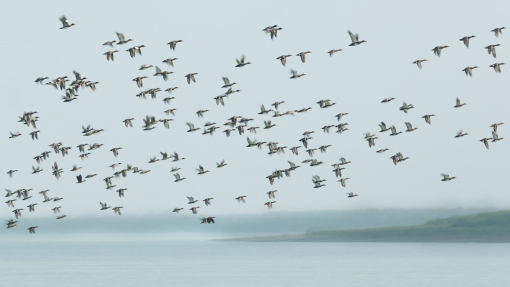 Populações de espécies migratórias em maior risco, 24% das espécies pode desaparecer - ONU