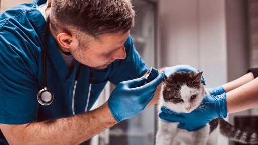 Amadora aprova cheque veterinário para famílias com dificuldades económicas