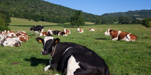 Pecuária quer “resposta preventiva robusta” contra doença que afeta bovinos