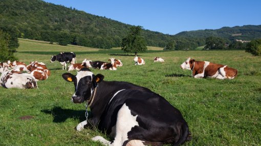 Pecuária quer “resposta preventiva robusta” contra doença que afeta bovinos
