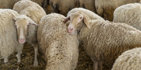 Oliveira do Hospital apoia vigilância sanitária em explorações de ovinos