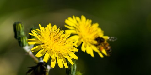 Concentração de pólen elevada em Lisboa, Alentejo e Algarve