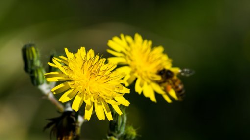 Concentração de pólen elevada em Lisboa, Alentejo e Algarve