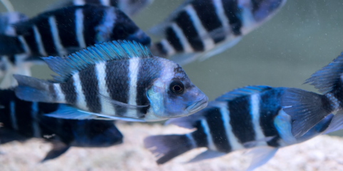 Exposição embrionária a antidepressivo pode alterar personalidade de peixes