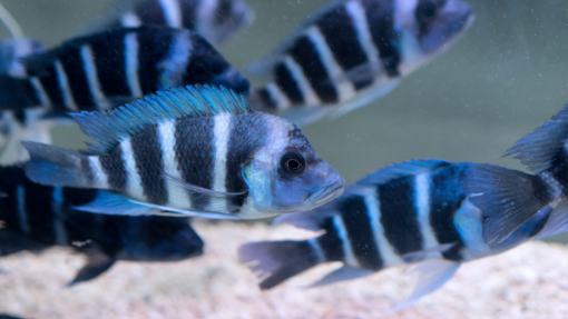 Exposição embrionária a antidepressivo pode alterar personalidade de peixes