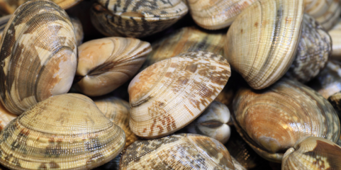 VianaPesca exige revogação de despacho que proíbe captura de amêijoa-japónica