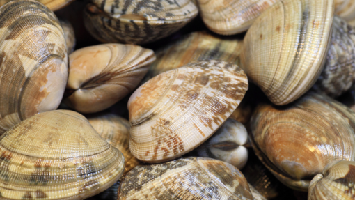 VianaPesca exige revogação de despacho que proíbe captura de amêijoa-japónica