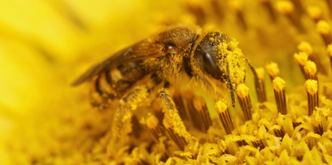 Concentração de pólen elevada nas regiões centro e sul a partir de 6.ª feira