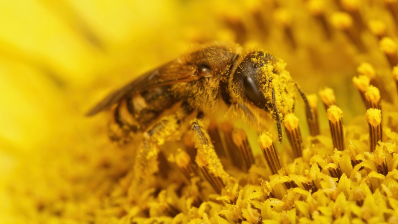 Concentração de pólen elevada nas regiões centro e sul a partir de 6.ª feira