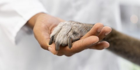 PAN/Açores e Provedora do Animal "convergem" na necessidade de reforço da proteção animal