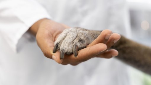 PAN/Açores e Provedora do Animal "convergem" na necessidade de reforço da proteção animal