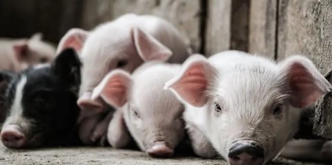 Exploração de Santarém acusada de maus tratos a suínos vai ser alvo de auditoria