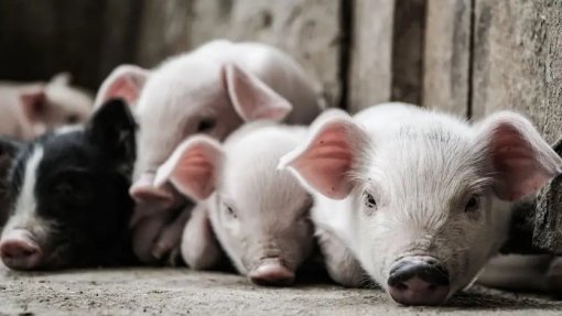 Exploração de Santarém acusada de maus tratos a suínos vai ser alvo de auditoria