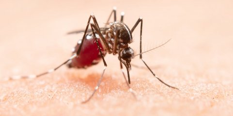 Brasil em situação de emergência em cidade brasileira devido a casos de chikungunya