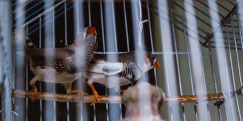 Espanha alivia confinamento de aves criadas ao ar livre devido a gripe aviária