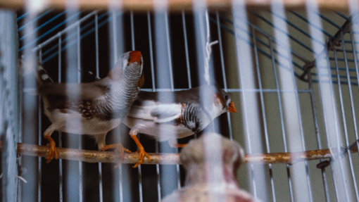 Espanha alivia confinamento de aves criadas ao ar livre devido a gripe aviária