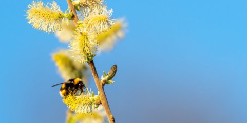 Concentração de pólen elevada em todo o continente na próxima semana