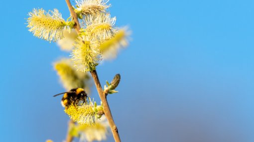 Concentração de pólen elevada em todo o continente na próxima semana