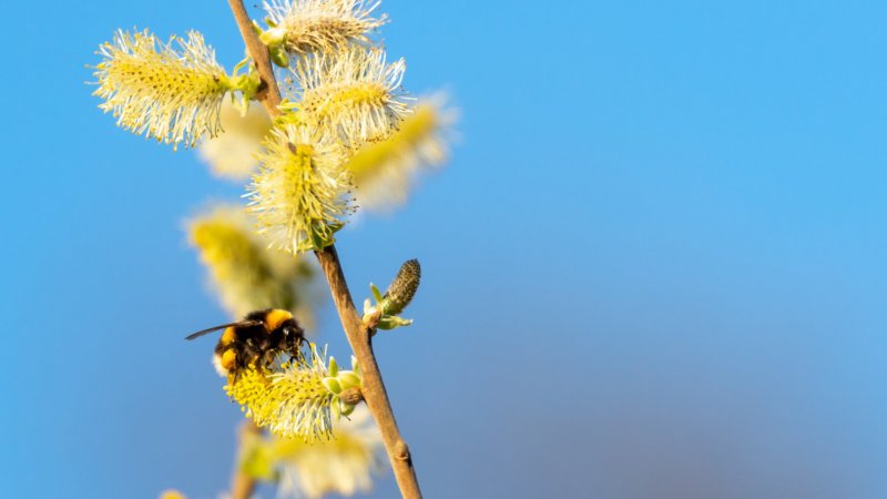 Concentração de pólen elevada em todo o continente na próxima semana
