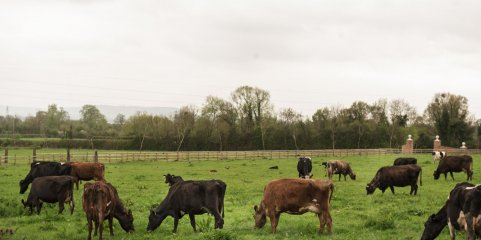 Angola investiu na compra de 10,5 milhões de doses de vacinas para gado bovino