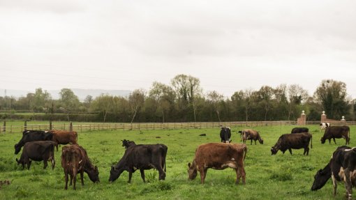 Angola investiu na compra de 10,5 milhões de doses de vacinas para gado bovino