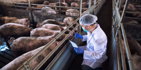 Exploração de Santarém acusada de maus tratos mantém suínos mas adotou medidas - DGAV