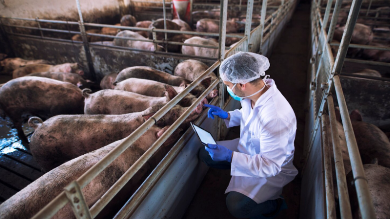 Exploração de Santarém acusada de maus tratos mantém suínos mas adotou medidas - DGAV