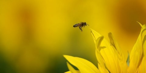 Lisboa, Alentejo, Algarve e Castelo Branco com concentração de pólen elevada