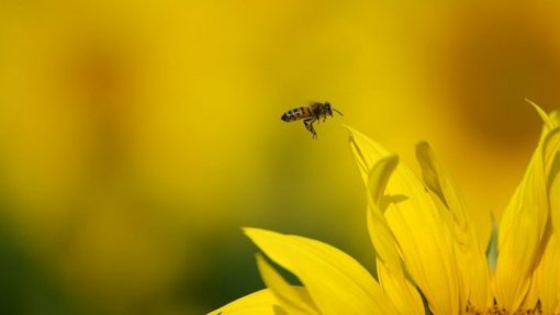 Lisboa, Alentejo, Algarve e Castelo Branco com concentração de pólen elevada