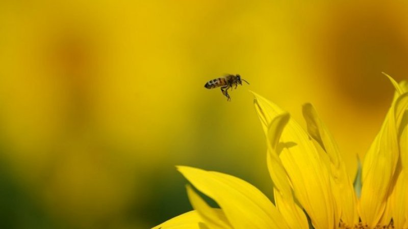 Lisboa, Alentejo, Algarve e Castelo Branco com concentração de pólen elevada