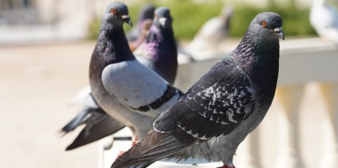 Assembleia Municipal de Lisboa recusa instalação de pombal junto a creche em Marvila