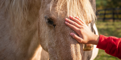 ÉVORA: GNR proporciona sessões de terapia com cavalos