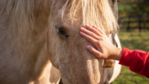 ÉVORA: GNR proporciona sessões de terapia com cavalos