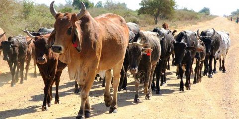 Província moçambicana de Gaza necessita de 200 mil doses contra febre em gado