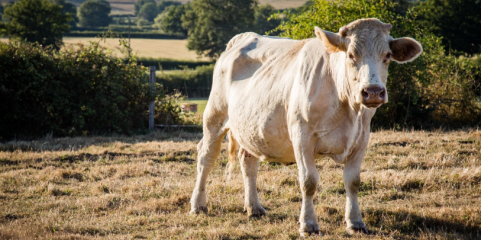 Focos de doença animal crescem 63% em Moçambique e matam 25 mil bovinos em 2025