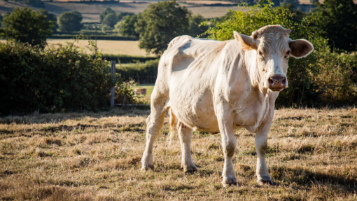 Focos de doença animal crescem 63% em Moçambique e matam 25 mil bovinos em 2025