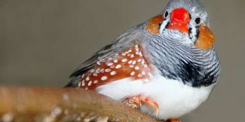 Regeneração cerebral em algumas aves pode inspirar reparações no cérebro humano