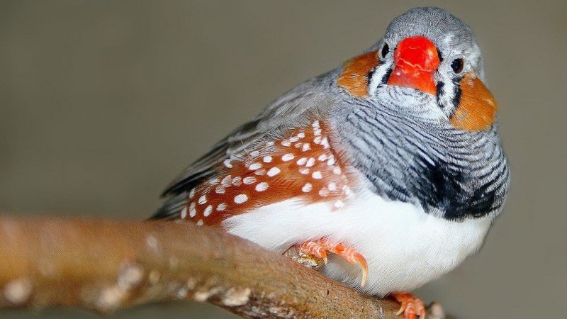 Regeneração cerebral em algumas aves pode inspirar reparações no cérebro humano