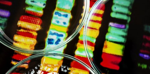 Cientistas criam sonda fluorescente para estudar partes celulares pouco conhecidas