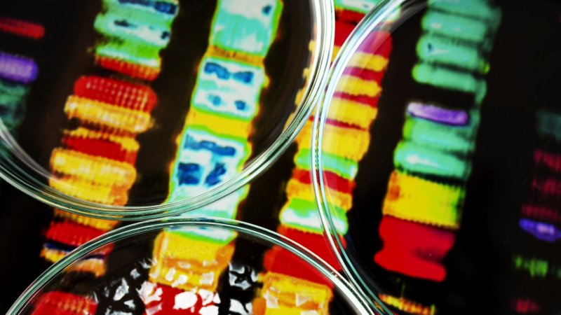 Cientistas criam sonda fluorescente para estudar partes celulares pouco conhecidas